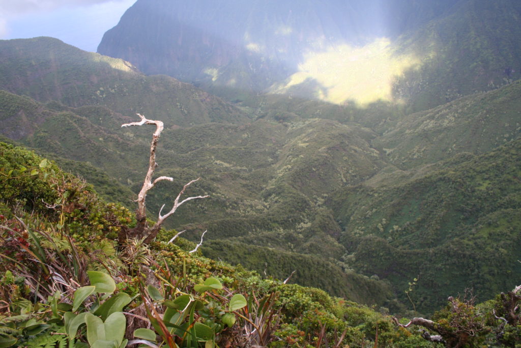 Molokai Coffee Growing Region