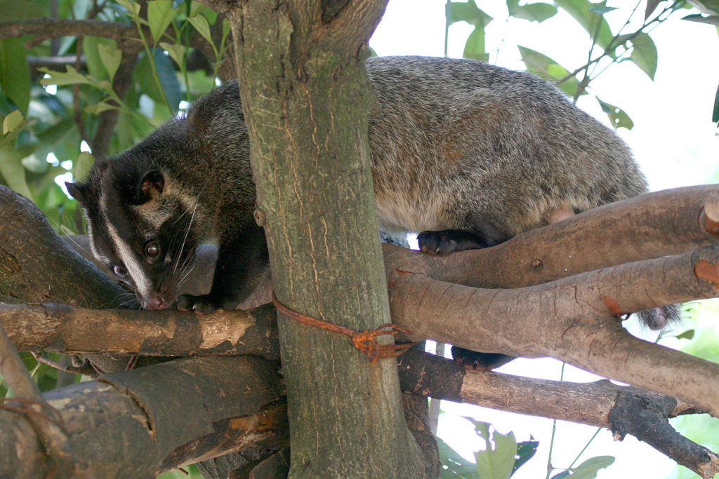 A Civet Cat, which produces Cat Beans