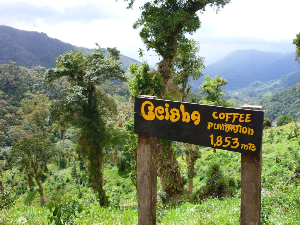 Geisha Coffee - An Arabica Variety