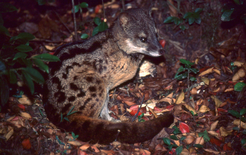 Wild Civet Cat