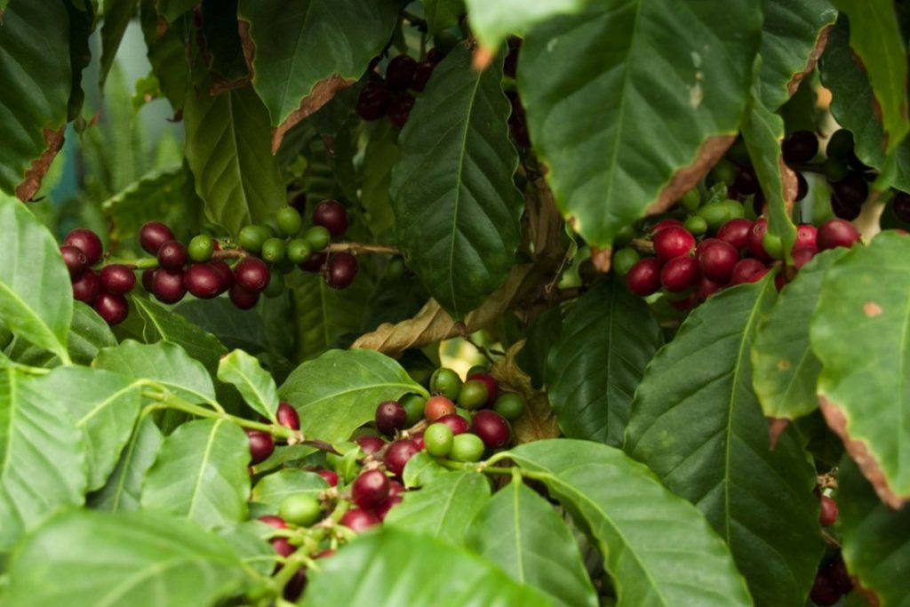 Coffee Cherries on a tree