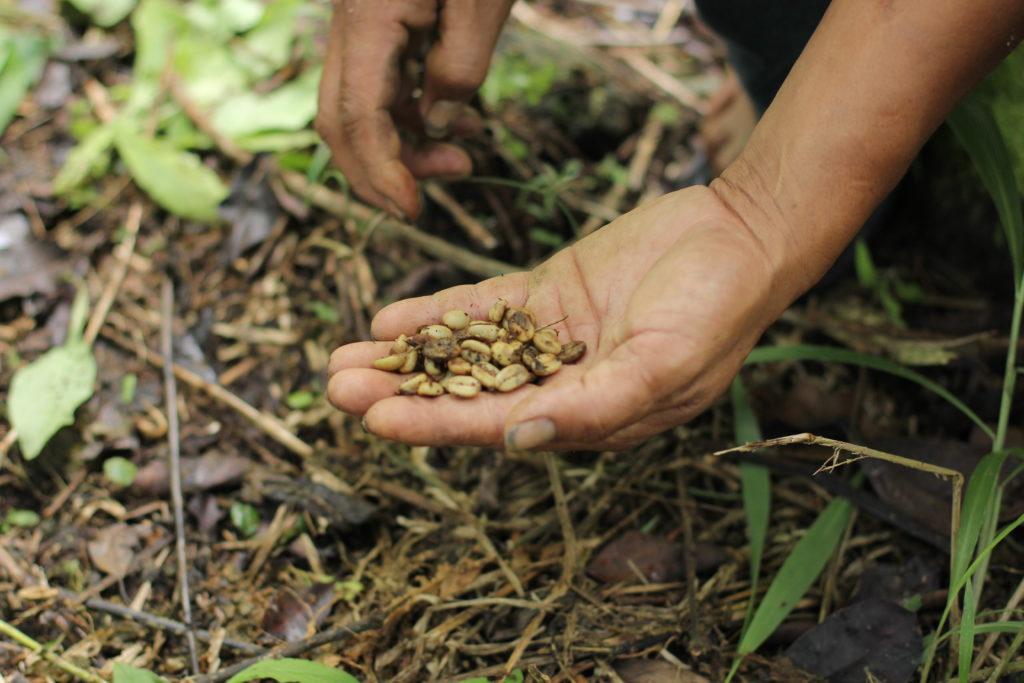 Weasel Coffee - Collecting Civet Coffee