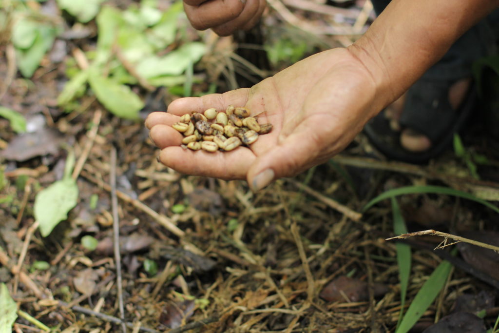 Cat Poop Coffee - Animal Poop Coffee